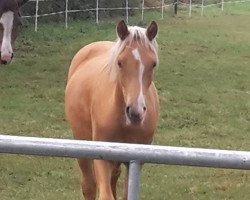 dressage horse Morgengold (German Riding Pony, 2015, from FS Mr. Right)