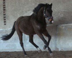 dressage horse Vivaldis Dancer (Oldenburger, 2010, from Desirao xx)