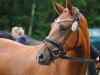 broodmare Showtime 75 (German Riding Pony, 2012, from Heidbergs Nancho Nova)