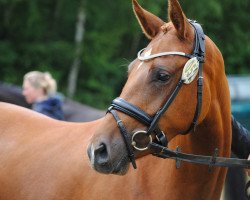 broodmare Showtime 75 (German Riding Pony, 2012, from Heidbergs Nancho Nova)