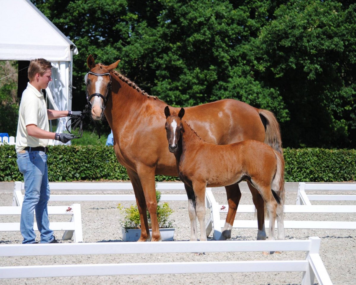 broodmare Minza (German Riding Pony, 2006, from Day of Whisper)