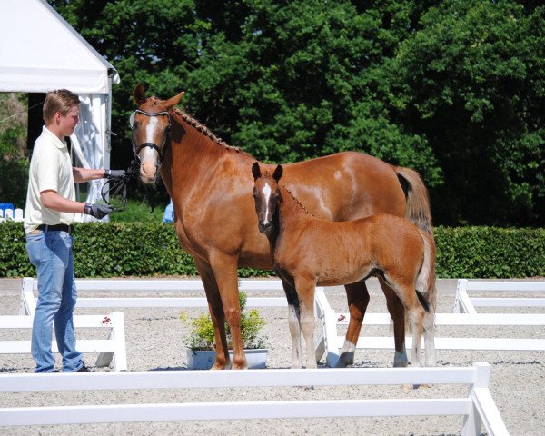 broodmare Minza (German Riding Pony, 2006, from Day of Whisper)