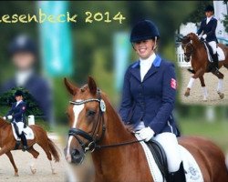 dressage horse Nickelback (German Riding Pony, 2002, from Heidbergs Nancho Nova)