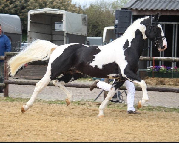 stallion Castor (KWPN (Royal Dutch Sporthorse), 2007, from Gerlinus)