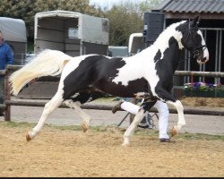 Deckhengst Castor (KWPN (Niederländisches Warmblut), 2007, von Gerlinus)