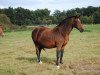 broodmare Samy Joe (German Riding Pony, 1991, from Black Boy)