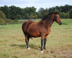 broodmare Samy Joe (German Riding Pony, 1991, from Black Boy)