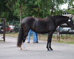 broodmare Schnickschnack 3 (German Riding Pony, 2013, from Heidbergs Nancho Nova)