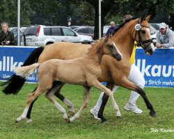 Dressurpferd Coccolina (Deutsches Reitpony, 2016, von FS Don't Worry)