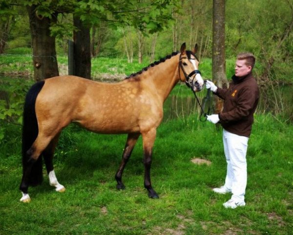 broodmare Cherie (German Riding Pony, 2007, from FS Champion de Luxe)