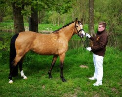 Zuchtstute Cherie (Deutsches Reitpony, 2007, von FS Champion de Luxe)