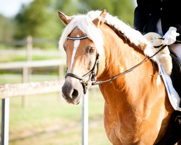 dressage horse Maestro Fernando (Haflinger, 2004)