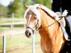 dressage horse Maestro Fernando (Haflinger, 2004)