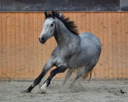 jumper Gismo`s Top (Hanoverian, 2013, from Grey Top)