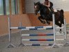 jumper Maximus 85 (Polish Warmblood, 2007, from Wery Good)