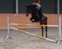 stallion Simply be Happy NH (German Riding Pony, 2008, from Simply the Best TCF)