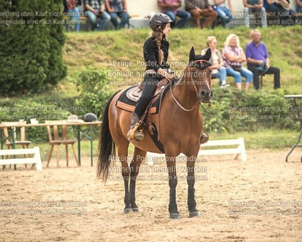 horse Maydan DC ox (Arabian thoroughbred, 2007, from El S Dream Mays ox)