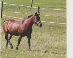 broodmare Donauwelle (Bavarian, 1983, from Dorian)