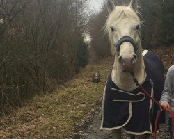 Pferd Tango (Camargue-Pferd)