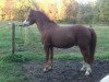 dressage horse Happy Tin Hubertus (Pony without race description, 2006)