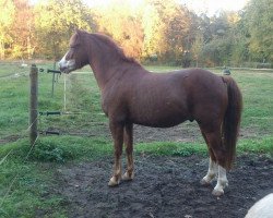 dressage horse Happy Tin Hubertus (Pony without race description, 2006)