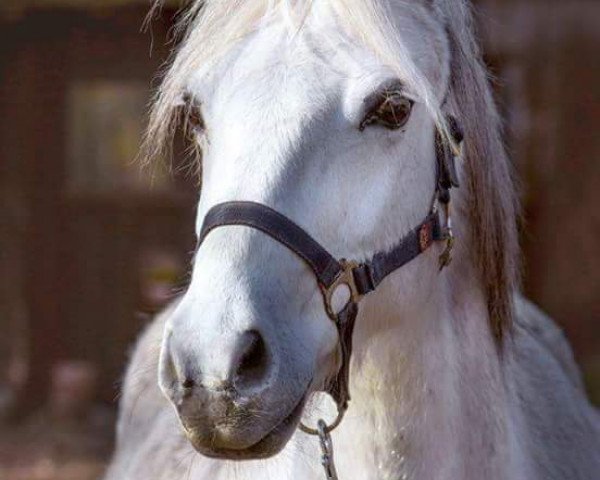 broodmare Helena (Welsh-Pony (Section B), 2003, from Mahrdorf Red Runner)