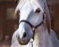 Zuchtstute Helena (Welsh Pony (Sek.B), 2003, von Mahrdorf Red Runner)