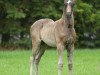 dressage horse Burghley 10 (German Riding Pony, 2015, from Bond)