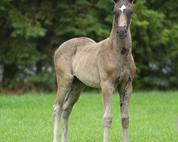 Dressurpferd Burghley 10 (Deutsches Reitpony, 2015, von Bond)