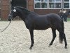 dressage horse Happy Tin Nix Da (German Riding Pony, 2001, from Nemax)