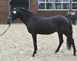 dressage horse Happy Tin Nix Da (German Riding Pony, 2001, from Nemax)