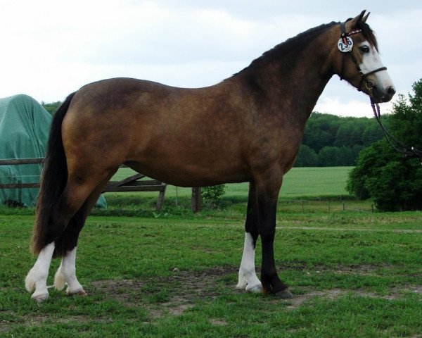 dressage horse Happy Tin Hanami (Welsh-Cob (Sek. C), 2009, from Thor Baffle)