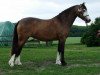 dressage horse Happy Tin Hanami (Welsh-Cob (Sek. C), 2009, from Thor Baffle)