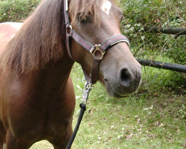 horse Happy Tin Tomte Tummetott (Welsh-Pony (Section B), 2004, from Mahrdorf Trabant)