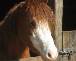 Zuchtstute Moorkieker Hallelujah (Welsh Pony (Sek.B), 2005, von Moorkieker Goethe)