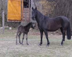 Zuchtstute Merle (Deutsches Reitpony, 1998, von Dino B)