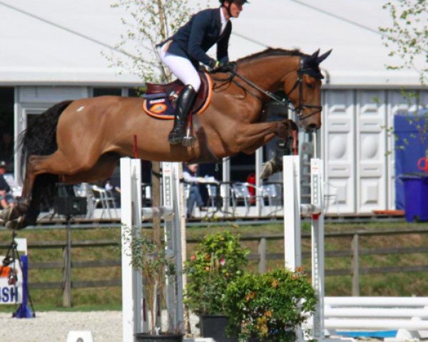 jumper King de Papignies Z (Zangersheide riding horse, 2005, from Kashmir van't Schuttershof)