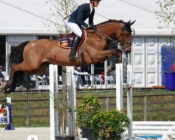 jumper King de Papignies Z (Zangersheide riding horse, 2005, from Kashmir van't Schuttershof)