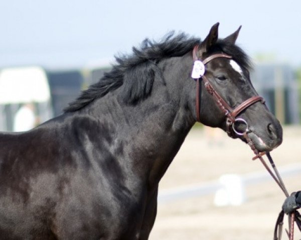 horse Kantje's Topaz (New Forest Pony, 2000, from Kantje's Ronaldo)