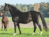 dressage horse Reine Freude (Rhinelander, 1996, from Ravallo)