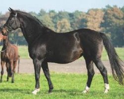 broodmare Reine Freude (Rhinelander, 1996, from Ravallo 115 FIN)