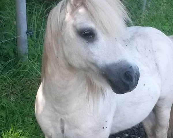 stallion Granat (Shetland Pony, 1993, from Genua)