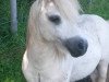 Deckhengst Granat (Shetland Pony, 1993, von Genua)