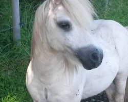 stallion Granat (Shetland Pony, 1993, from Genua)