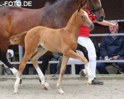 Dressurpferd Fairytale Dream C (Westfale, 2016, von Formel Eins 11)