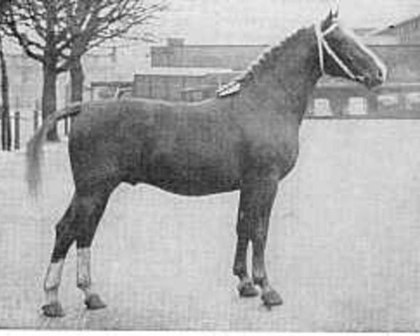 stallion Oker (Gelderland, 1950, from Kanselier)