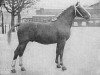 stallion Oker (Gelderland, 1950, from Kanselier)