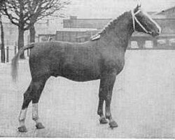 stallion Oker (Gelderland, 1950, from Kanselier)