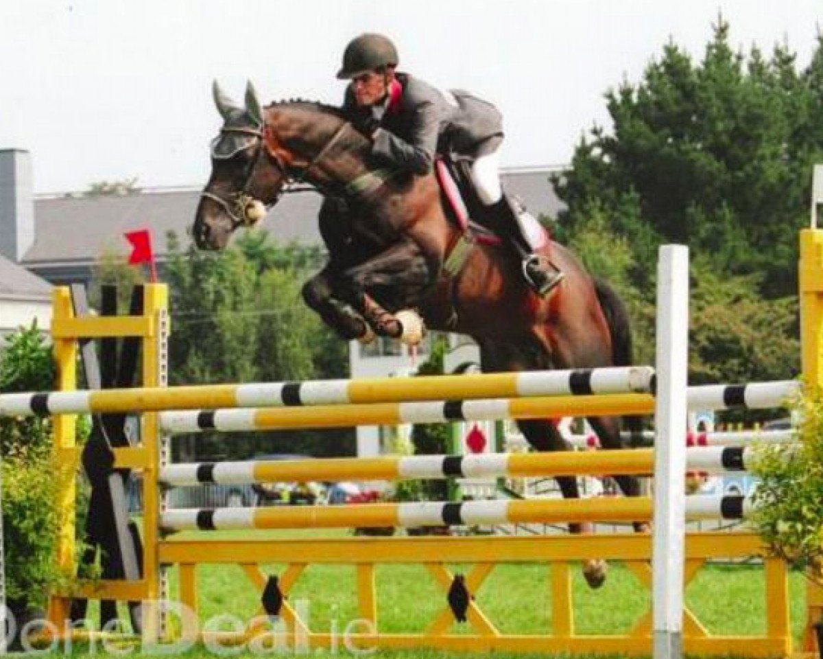 Deckhengst Loughehoe Guy (Irish Sport Horse, 1992, von Regular Guy xx)