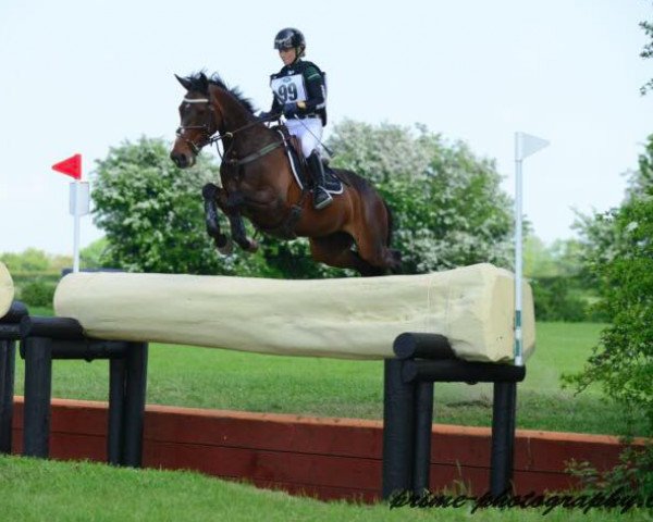 horse Ashmount Silva (Irish Sport Horse, 2007, from Loughahoe Guy xx)